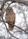 Barred Owl 1955